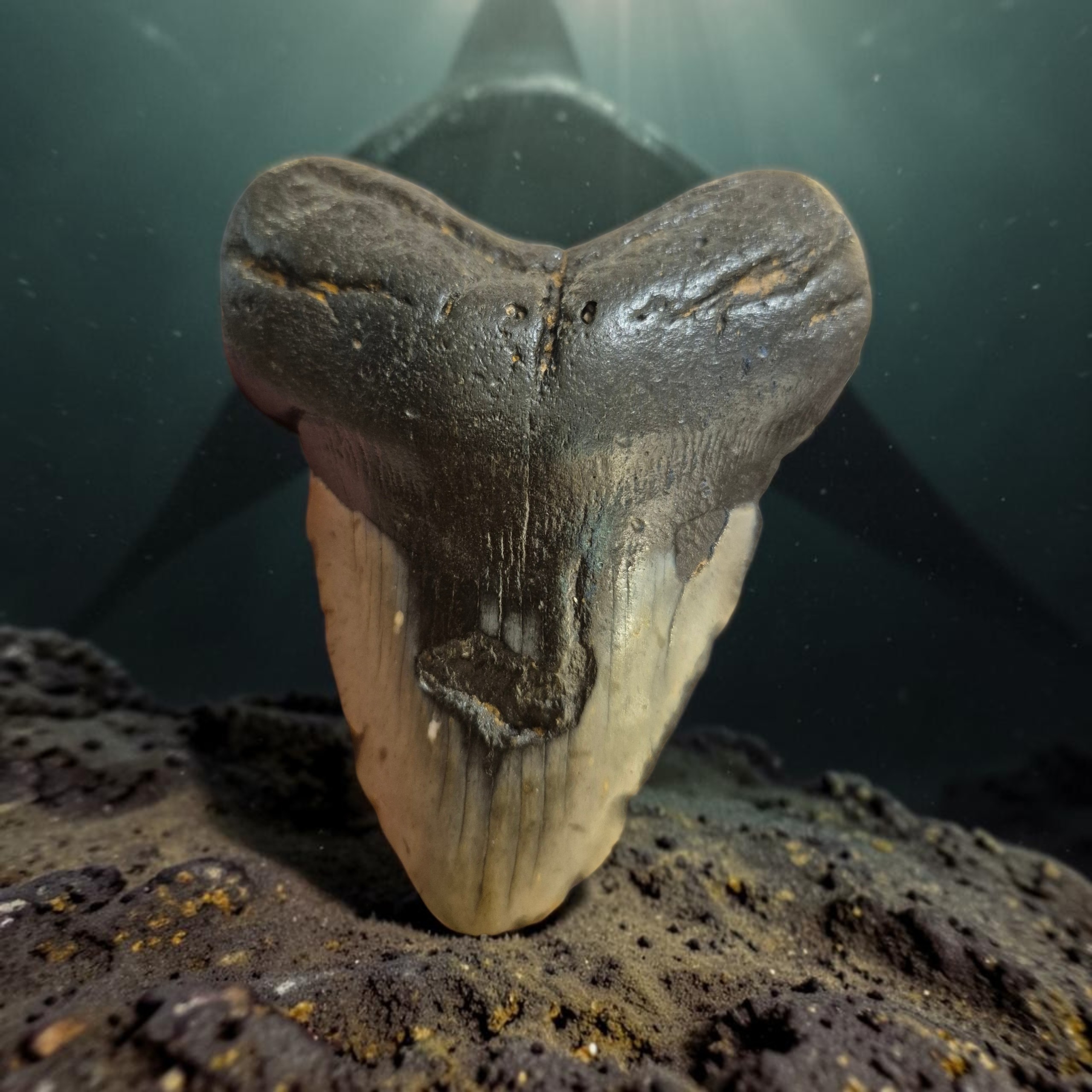 Fossil Tand från Megalodon haj - Bild 1