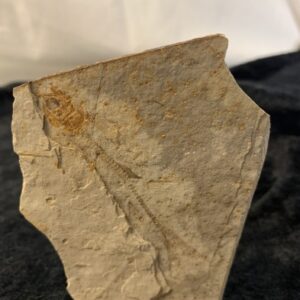 Fossiliserade fiskar - Bild 2