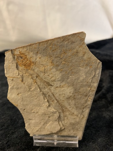 Fossiliserade fiskar