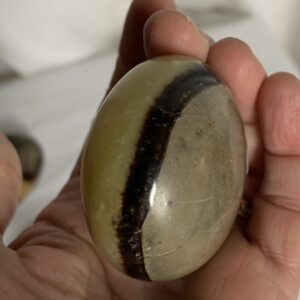 Sceptaria (Handsten) - Bild 2