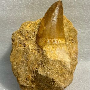 Stora Mossasaurus tänder i matrix