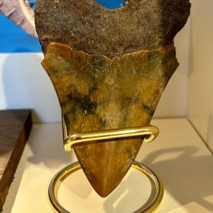 Fossil Tand från Megalodon haj
