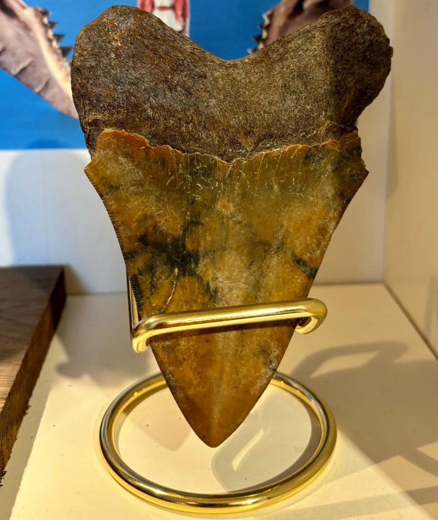 Fossiler