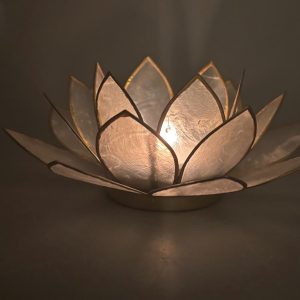 Lotuslyktor (Fullblom) - Bild 2