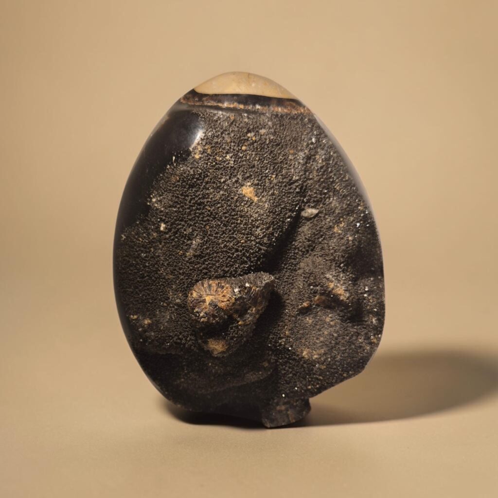 Sceptaria (Drakägg)