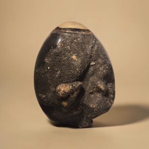Sceptaria (Drakägg) - Bild 2